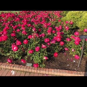 Meet your Posher, Hiba